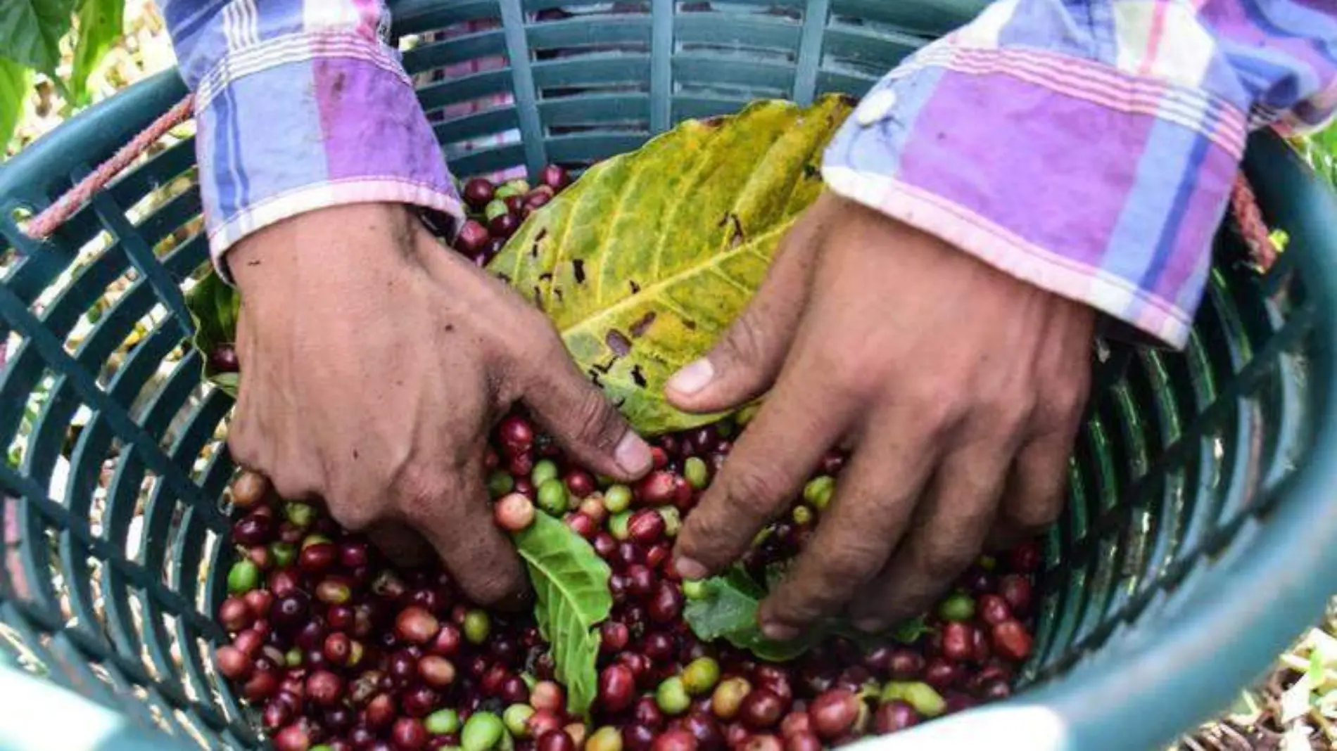 café chiapas